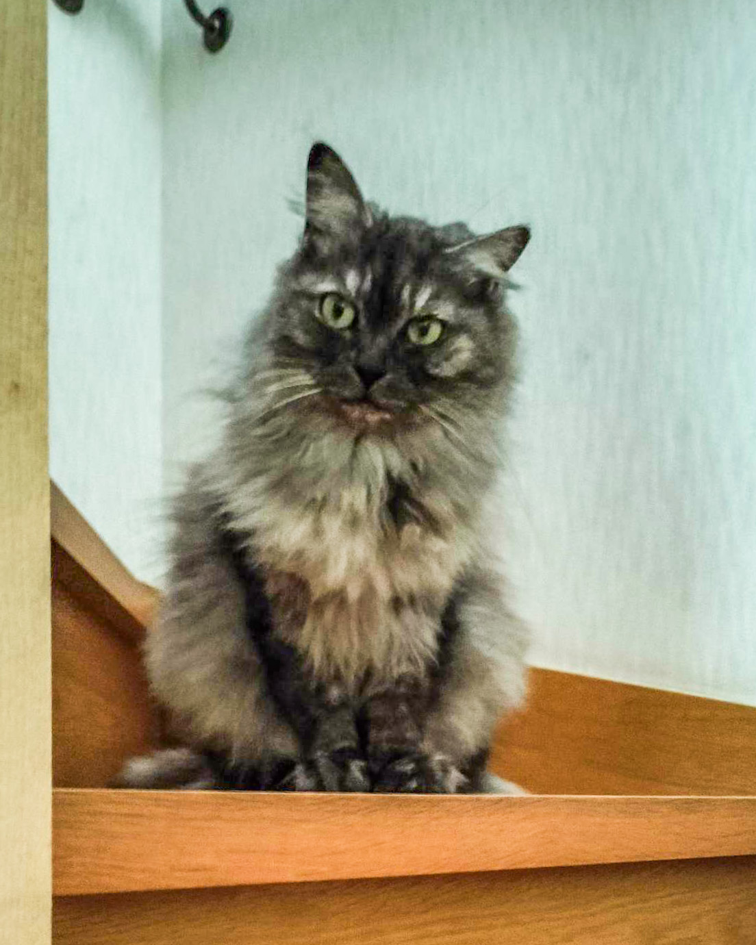 福ちゃん-001｜のらゼロ都城