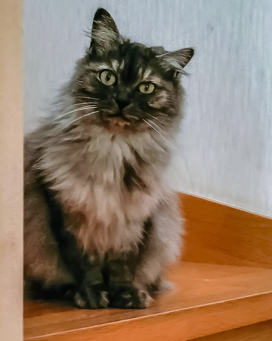 福ちゃん-003｜のらゼロ都城