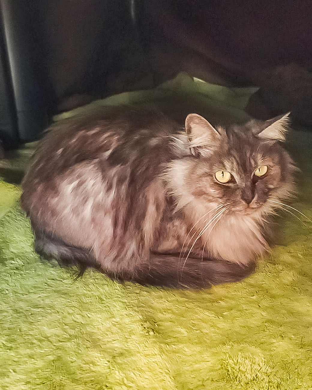 福ちゃん-004｜のらゼロ都城