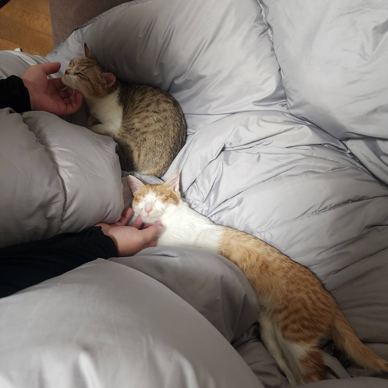 きーちゃんとちゃいろ-001｜のらゼロ都城