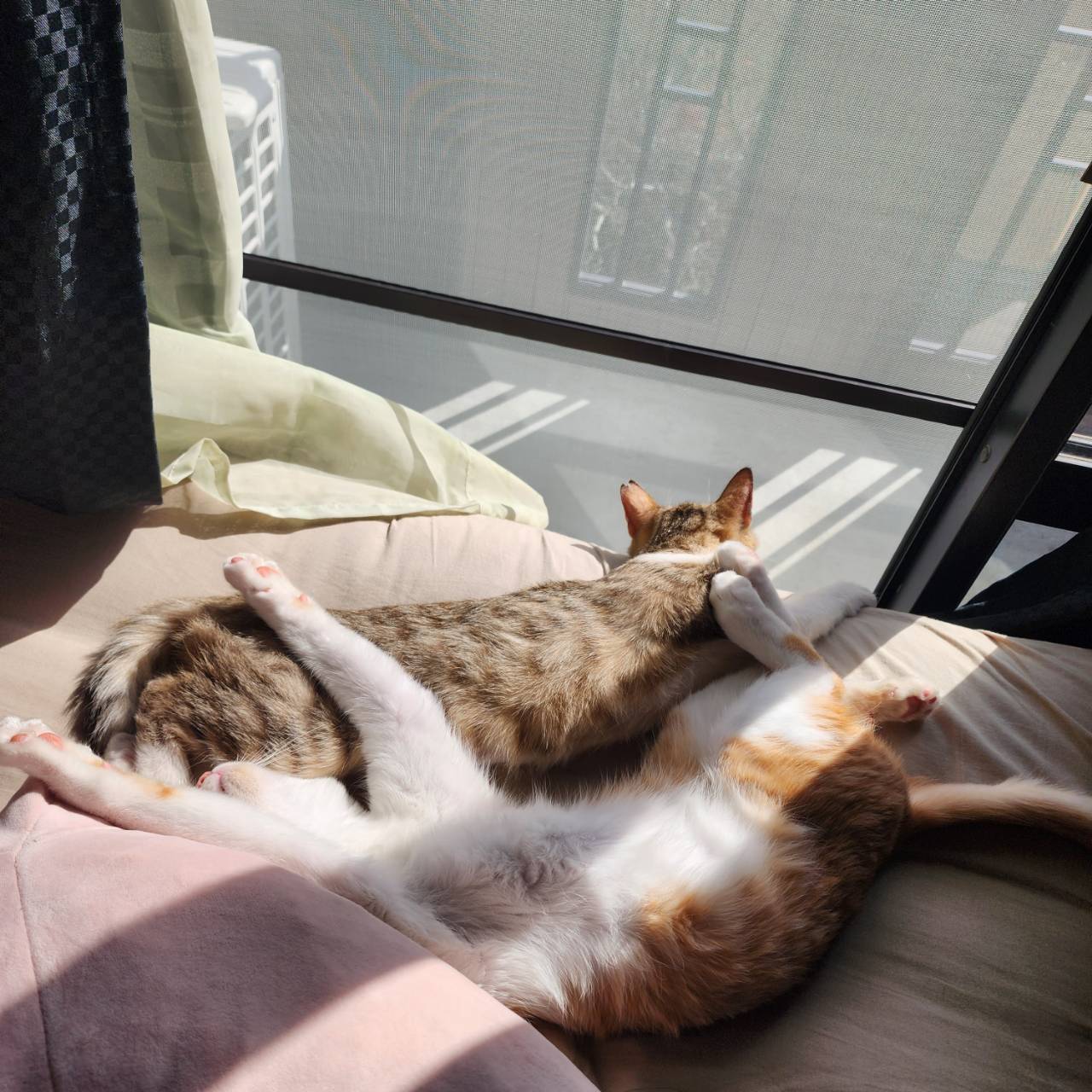 きーちゃんとちゃいろ-002｜のらゼロ都城