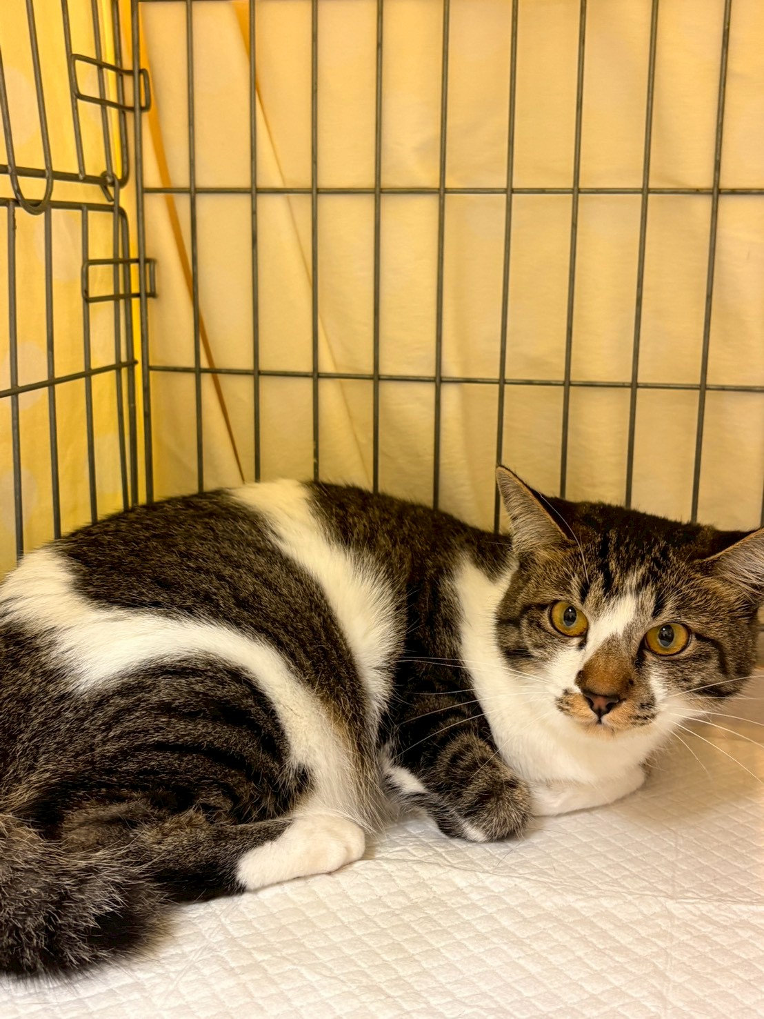 第53回 保護ねこ・いぬの譲渡会報告-005｜のらゼロ都城