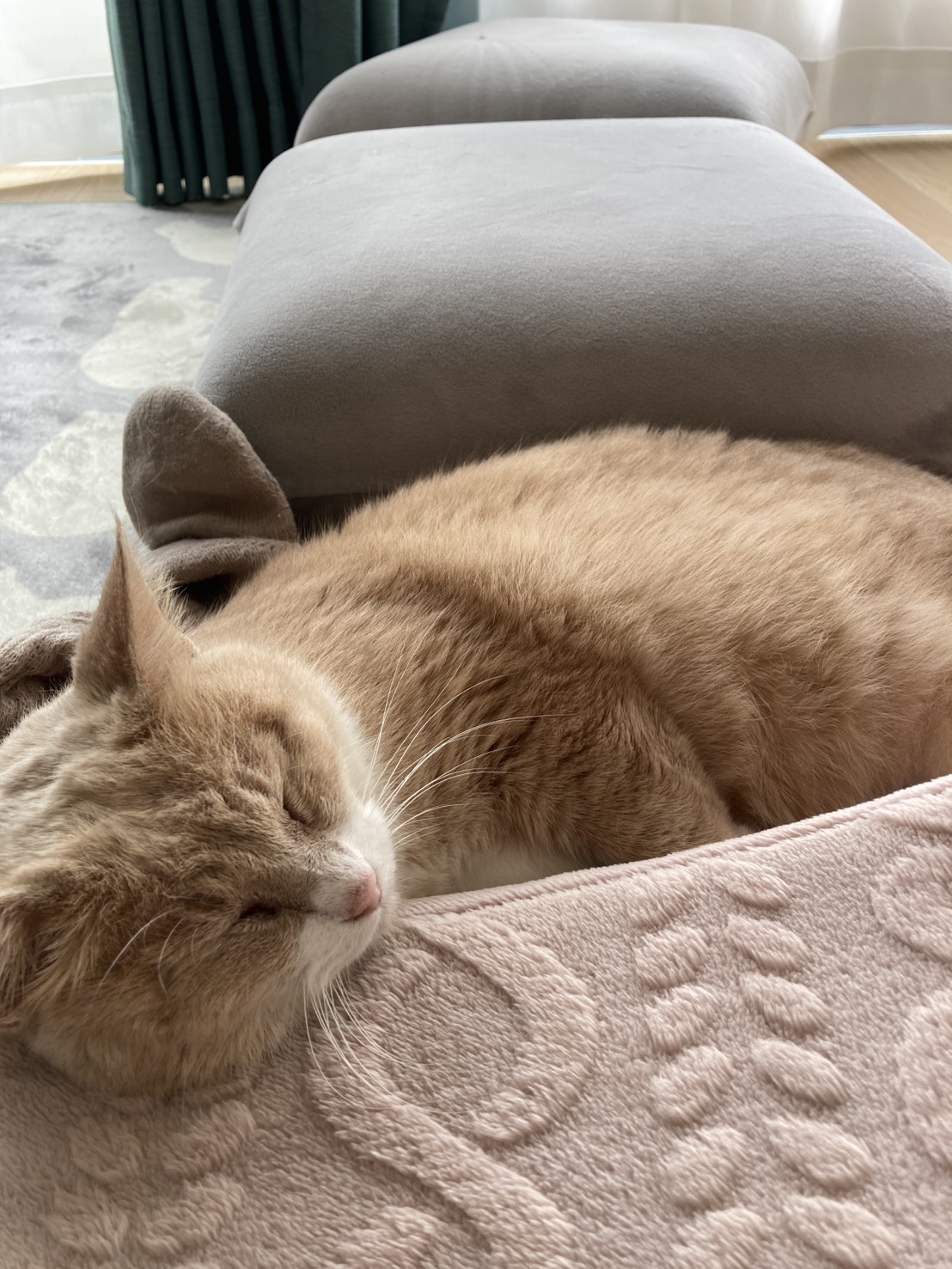 きなこ-001｜のらゼロ都城