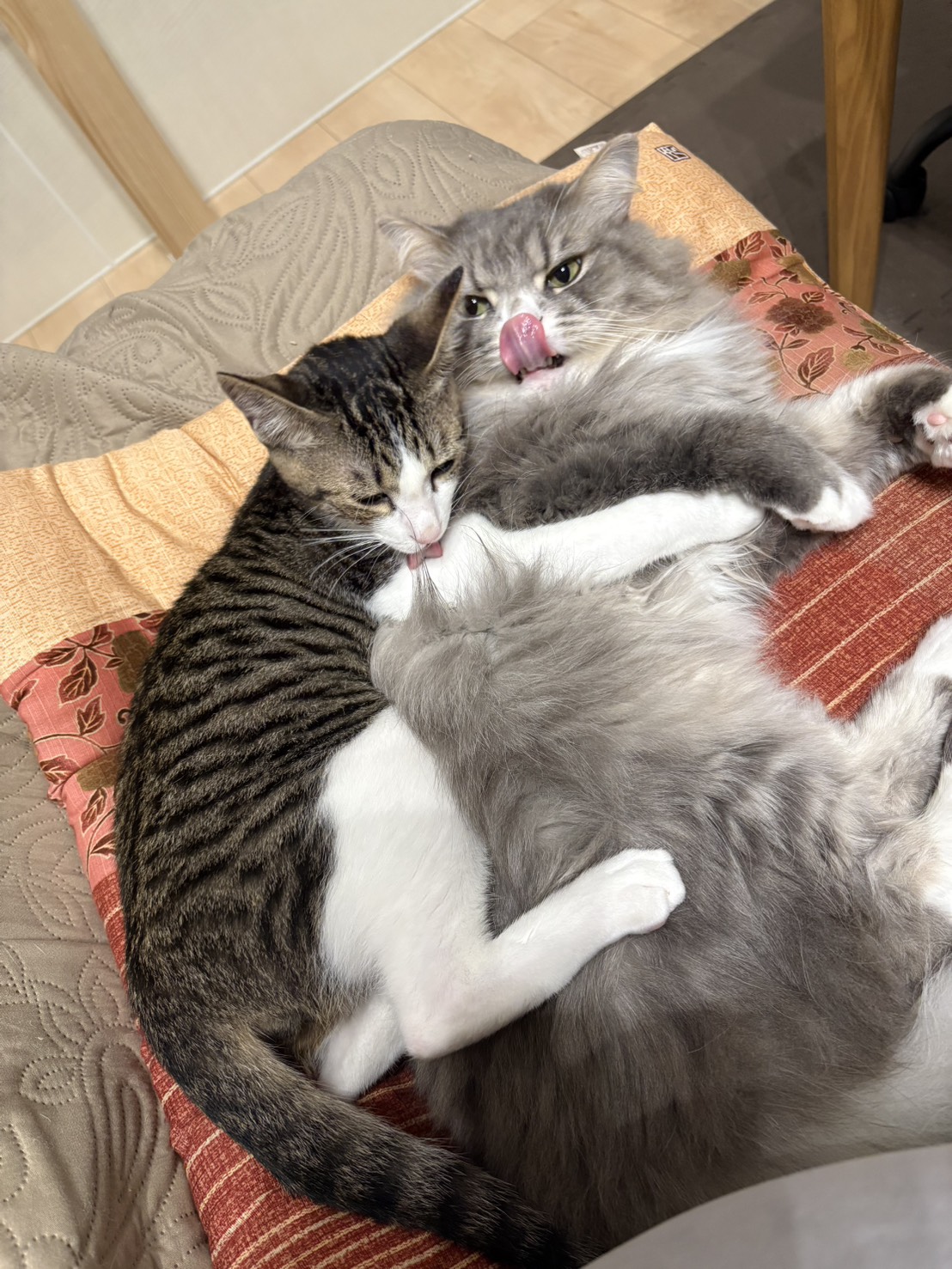 礼桜-001｜のらゼロ都城