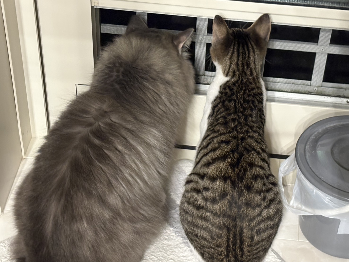 礼桜-002｜のらゼロ都城