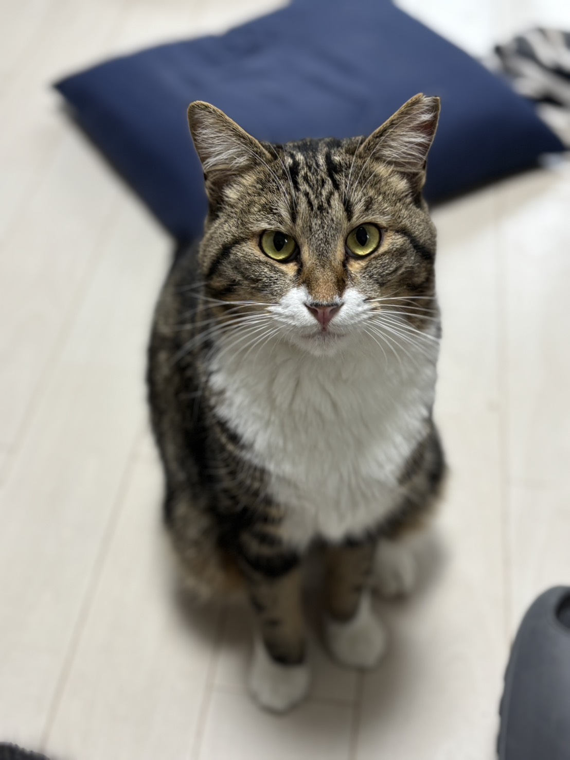 こはく-001｜のらゼロ都城