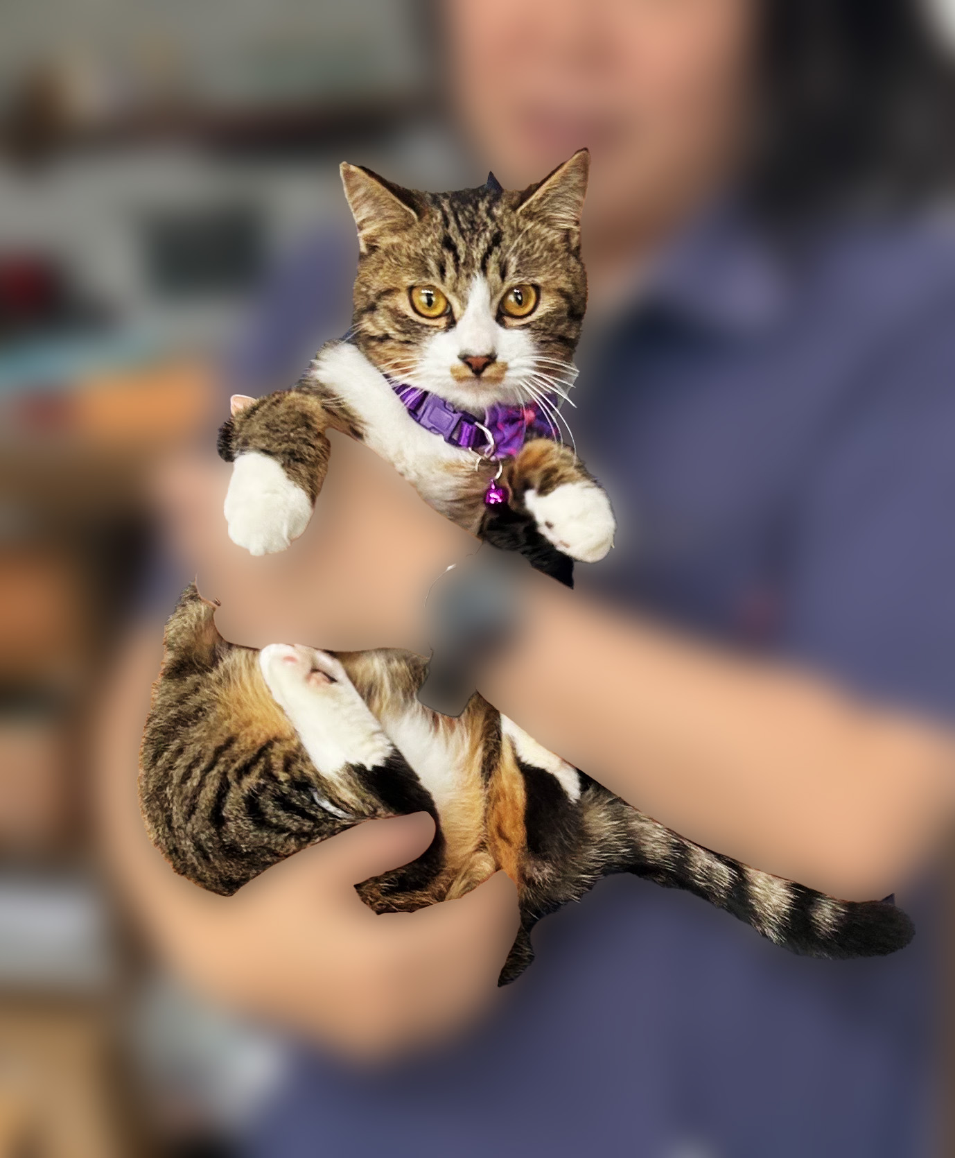 ぽんちゃん-001｜のらゼロ都城