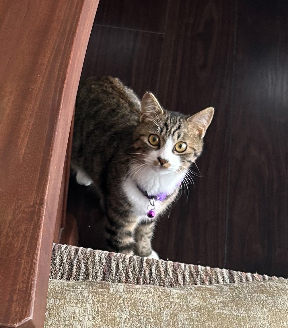 ぽんちゃん-002｜のらゼロ都城