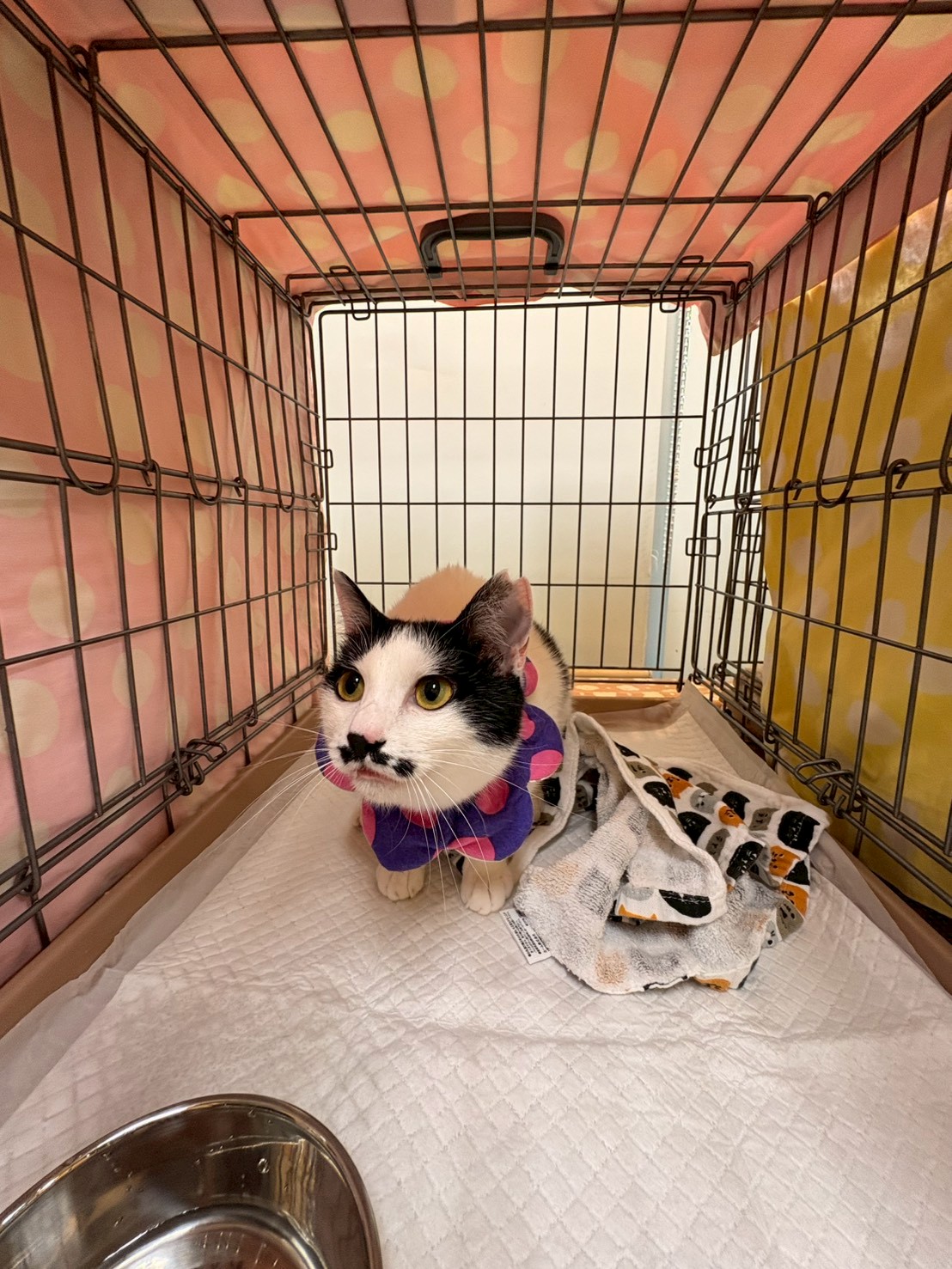 第53回 保護ねこ・いぬの譲渡会報告-003｜のらゼロ都城