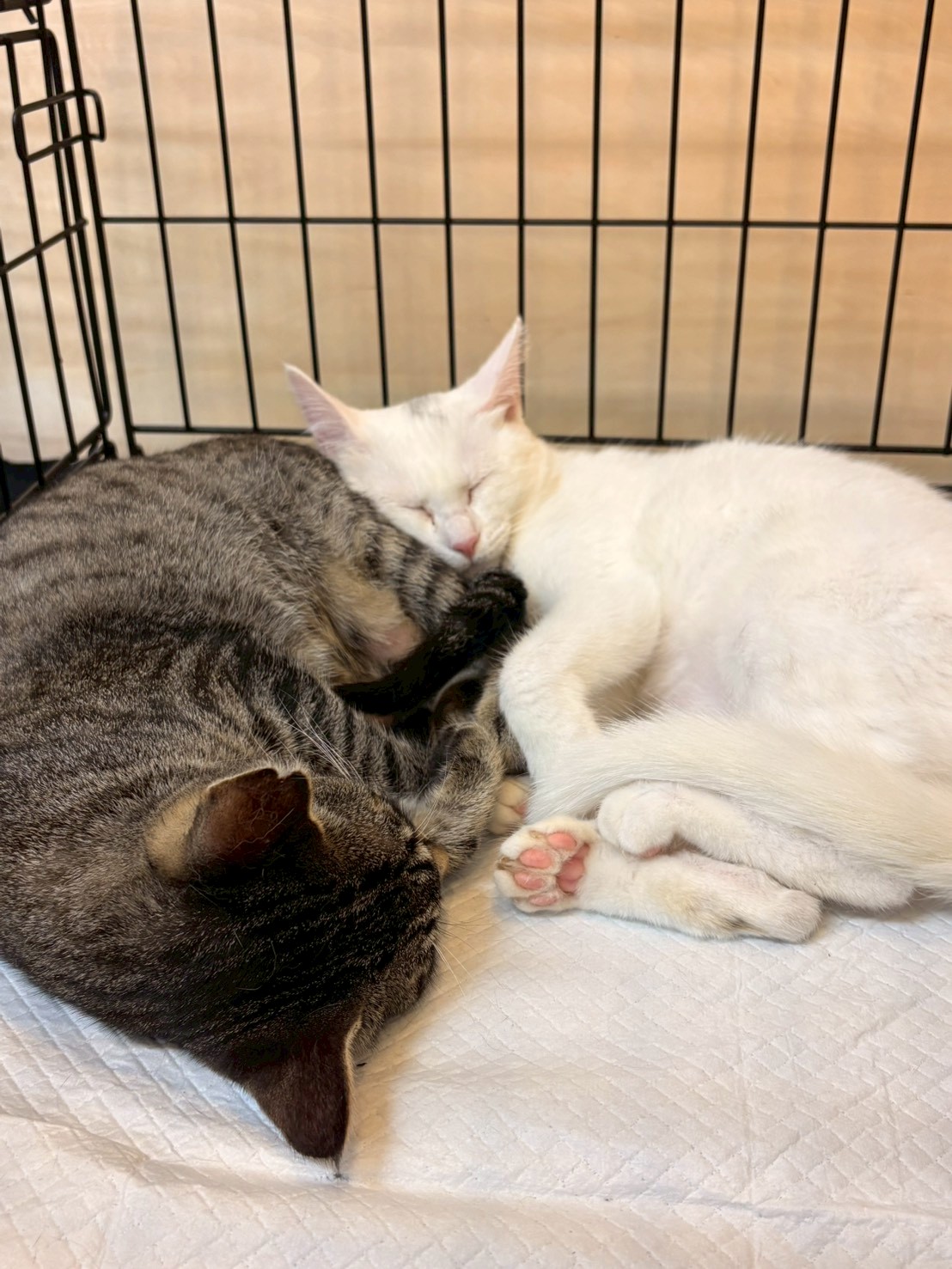 第53回 保護ねこ・いぬの譲渡会報告-004｜のらゼロ都城