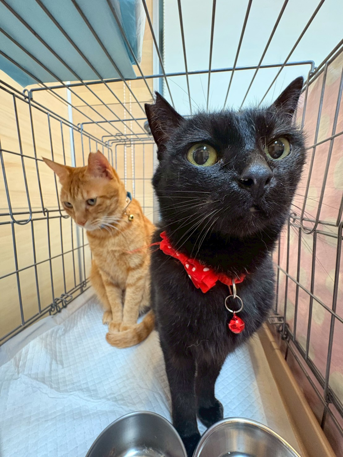第53回 保護ねこ・いぬの譲渡会報告-001｜のらゼロ都城