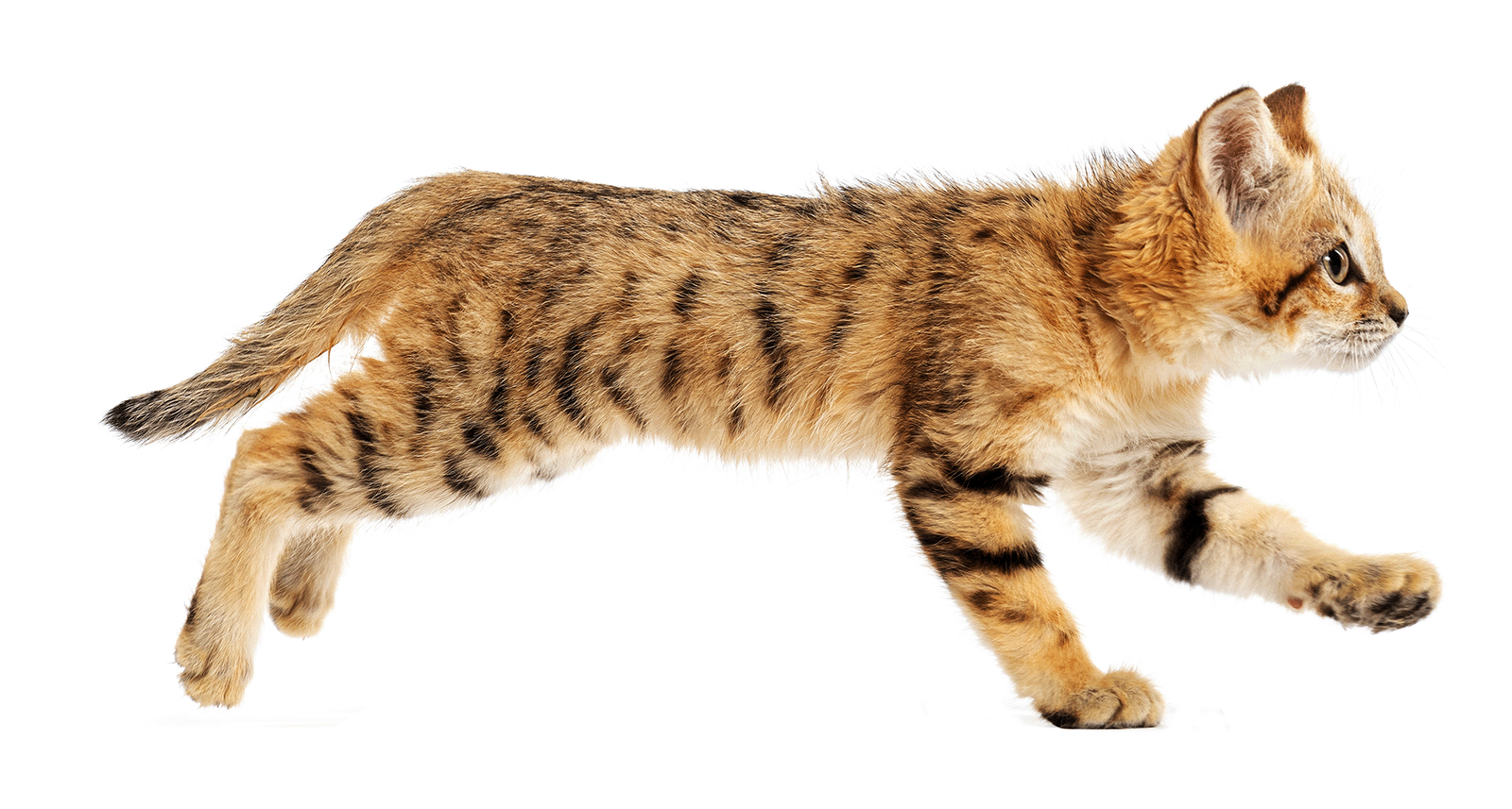 のらゼロ都城の活動内容