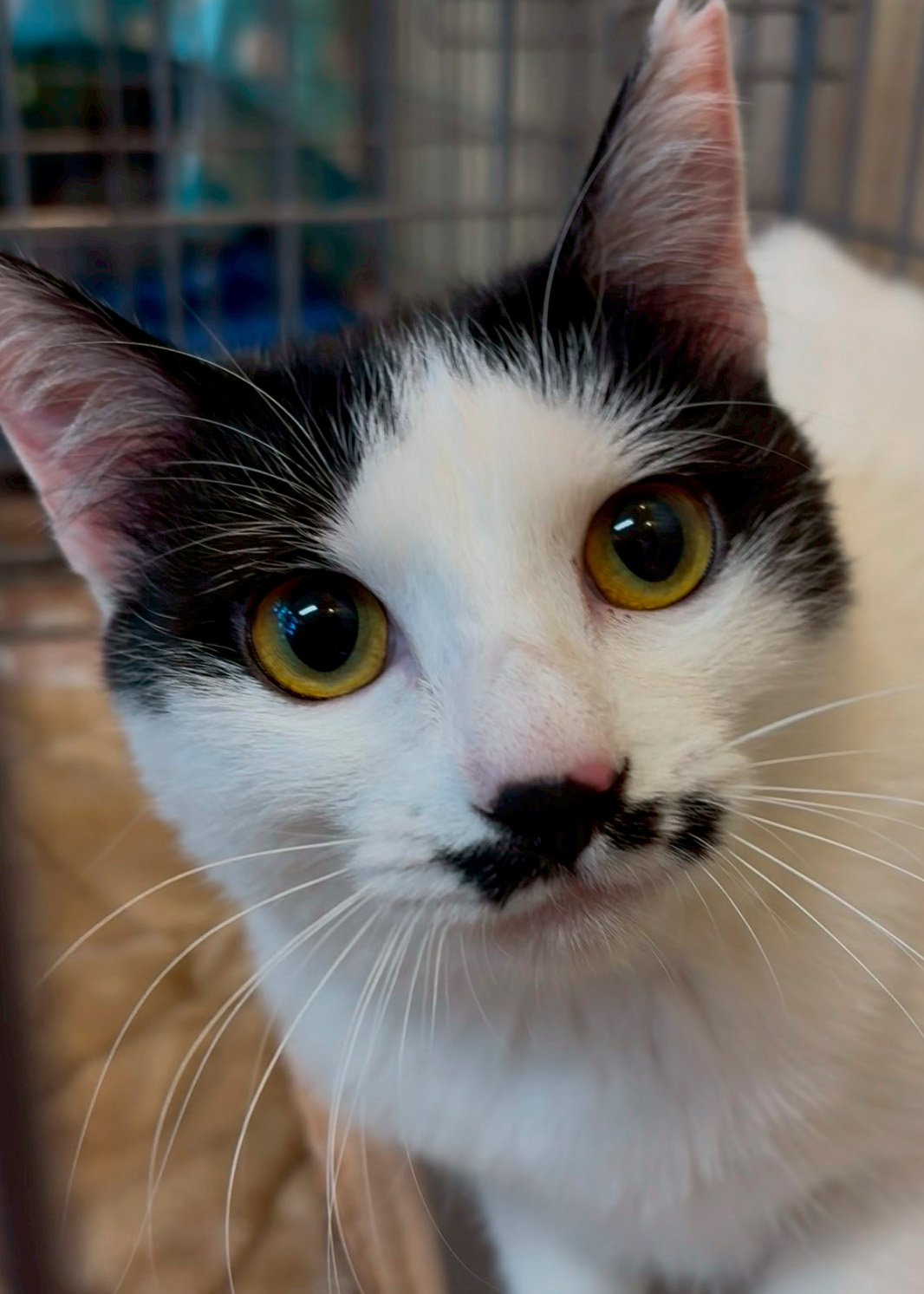 紬（つむぎ）-001