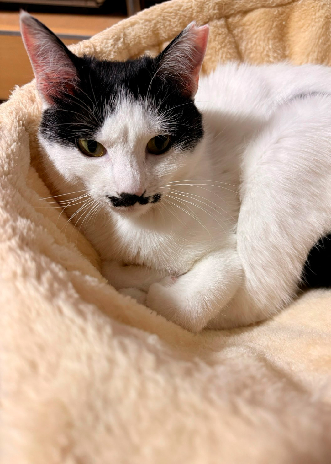 紬（つむぎ）-002